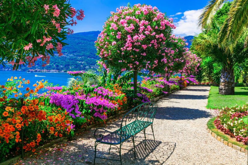 Kamelienblüte am Lago Maggiore 