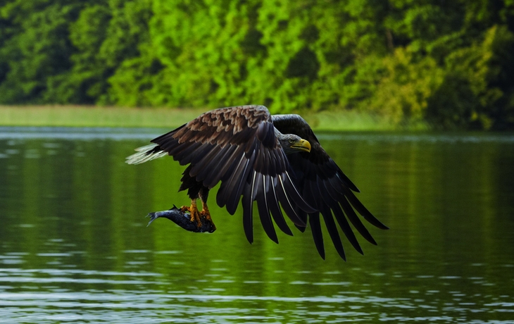 Seeadler auf der Jagd // Flying white-tailed eagle - © TMV/Grundner