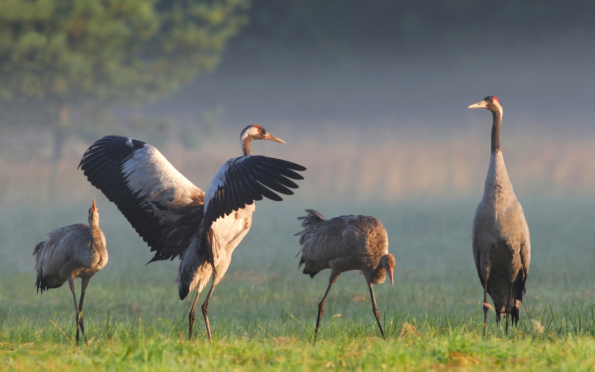 Kranichfamilie bei der Rast im Nebel // crane family resting in the fog - © TMV/Hardt