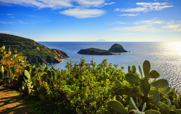 Indische Kaktusfeige in der Nähe des Strands Innamorata auf der Insel Elba - © stevanzz - stock.adobe.com