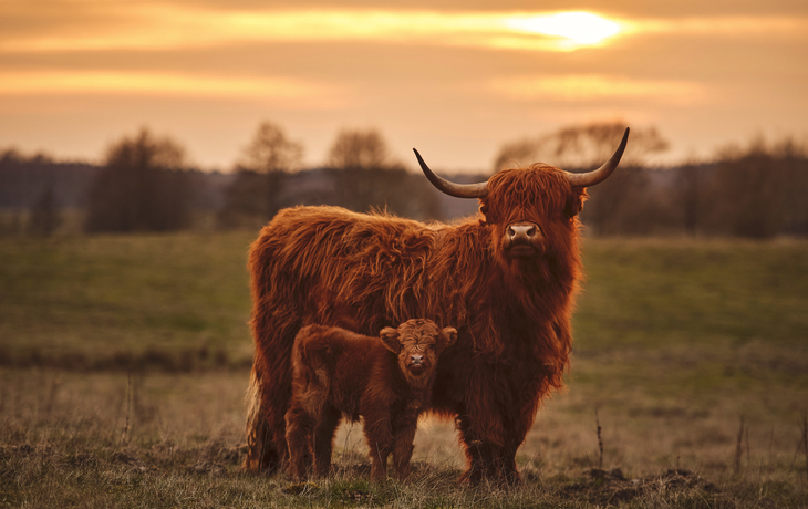 schottische Highlandrinder - © PHOTOLIFESTYLE - stock.adobe.com