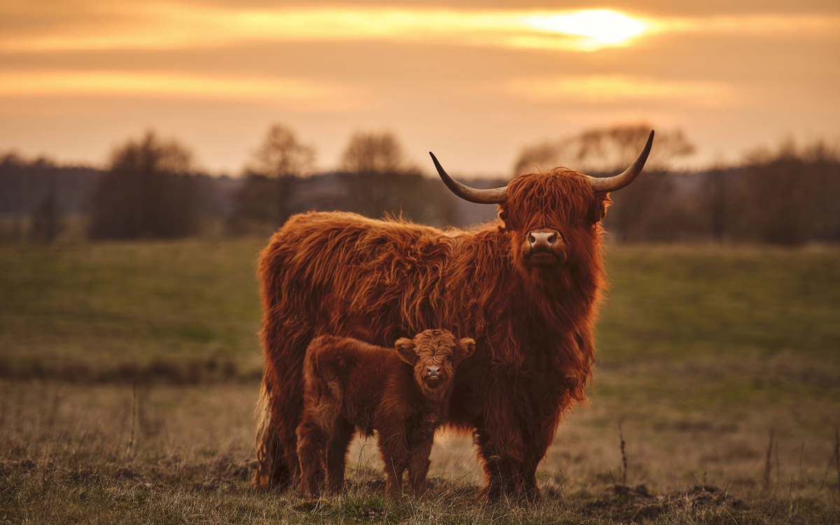 schottische Highlandrinder - © PHOTOLIFESTYLE - stock.adobe.com