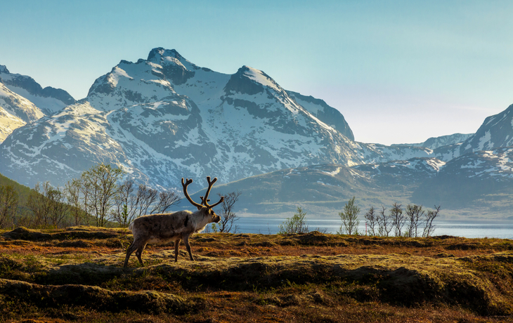 © Kamila Sankiewicz - stock.adobe.com - Ein Rentier vor dem Hintergrund der Berge