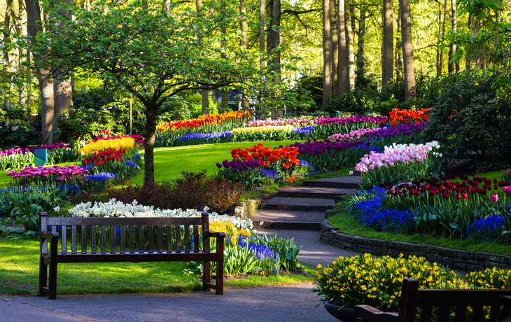 Tulpenblüte im Keukenhof