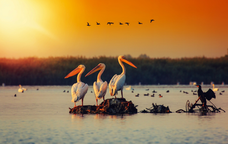 Heimat der größten Pelikankolonie außerhalb Afrikas: das Donau-Delta - ©DPVUE Images - stock.adobe.com