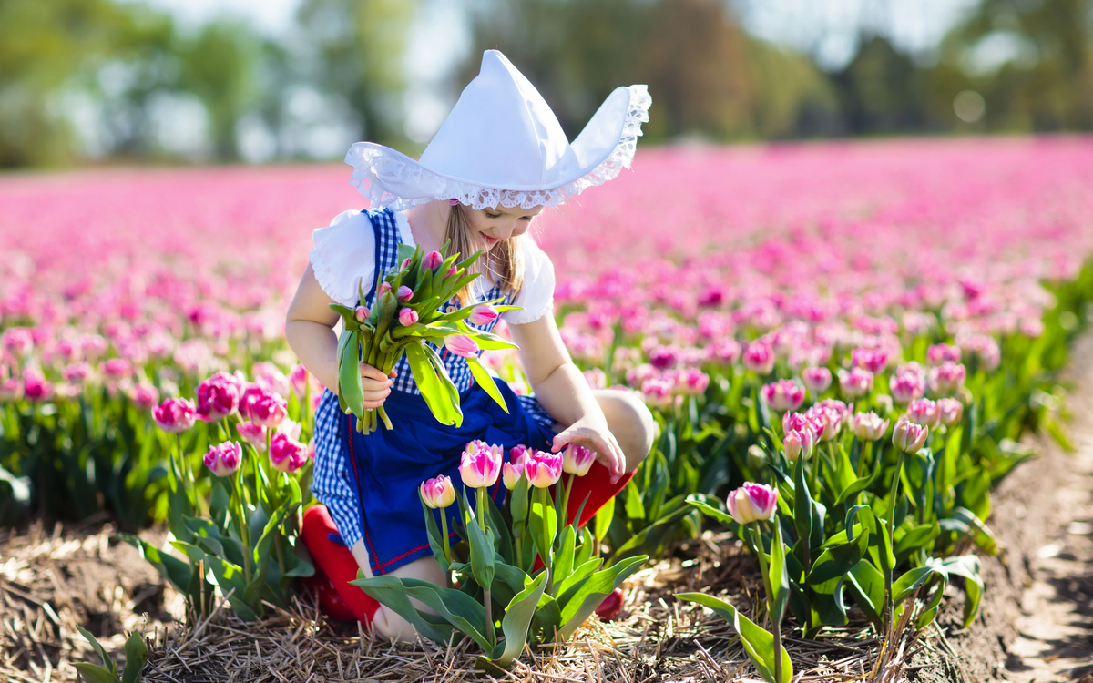 holländisches Tulpenfeld - © famveldman - stock.adobe.com