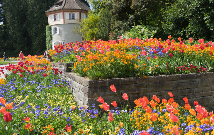 bunte Blumenbeete im Schlosspark auf der Insel Mainau - © tina7si - stock.adobe.com