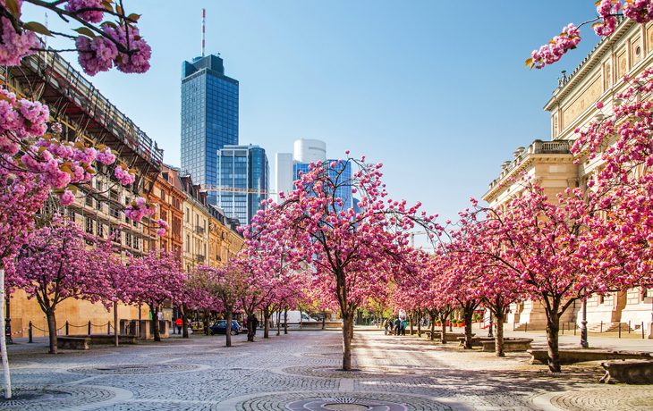 Kirschbaumblüte in Frankfurt, Deutschland - © matho - stock.adobe.com