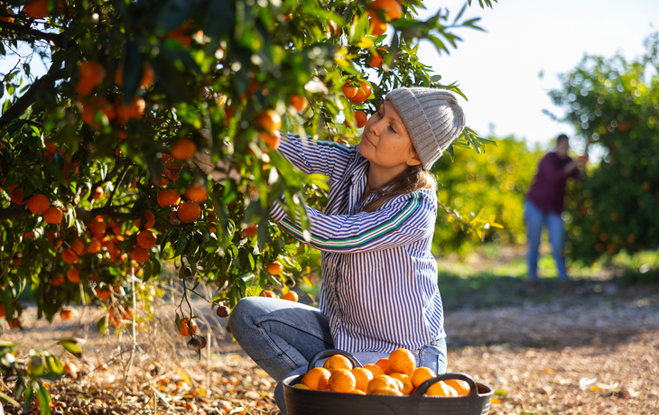 Bäuerin erntet Mandarinen im Obstgarten - © JackF - stock.adobe.com