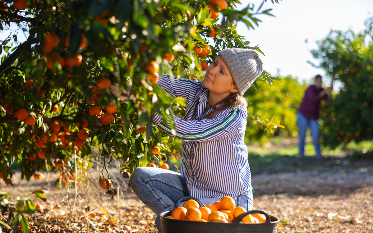 Bäuerin erntet Mandarinen im Obstgarten - © JackF - stock.adobe.com