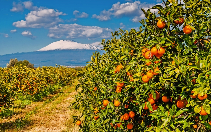 Orangenplantage am Fuße des schneebedeckten Ätnas auf Sizilien - © majonit - stock.adobe.com