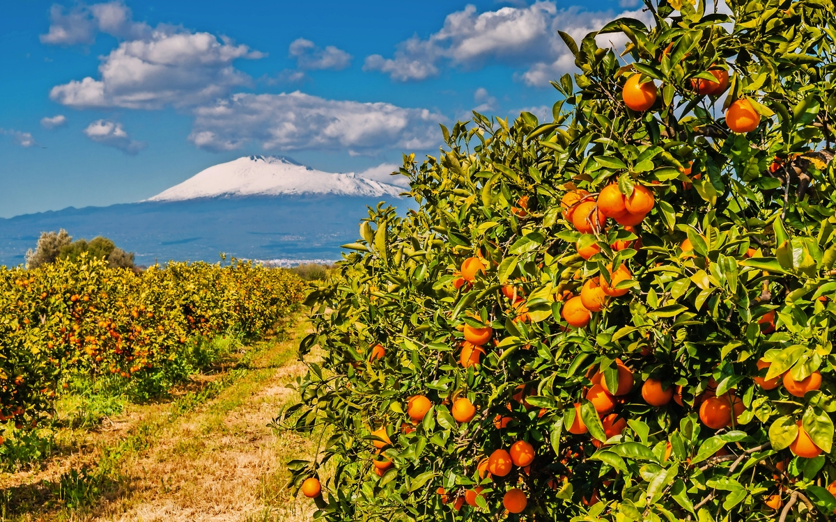 Orangenplantage am Fuße des schneebedeckten Ätnas auf Sizilien - © majonit - stock.adobe.com