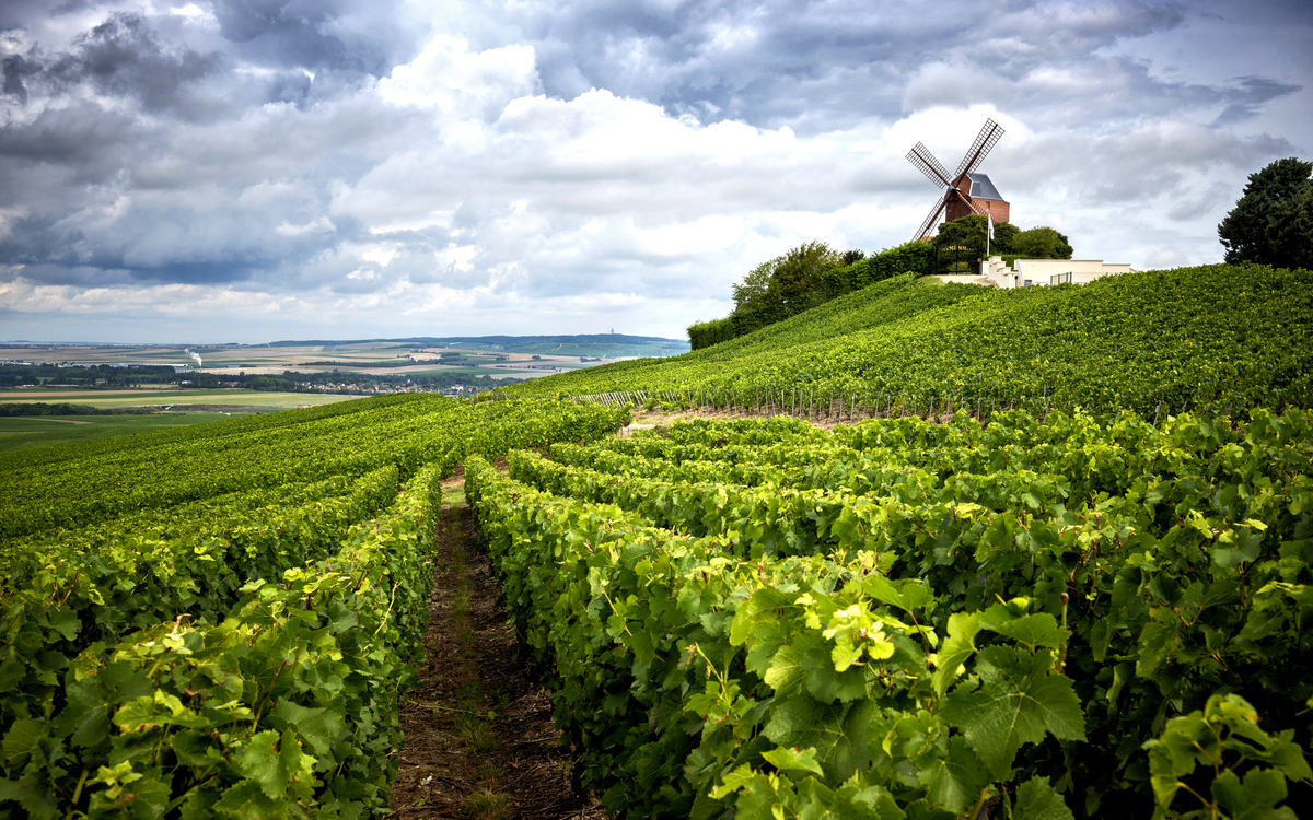 Champagne Region nahe Vernezay, Frankreich - ©Massimo Santi - stock.adobe.com