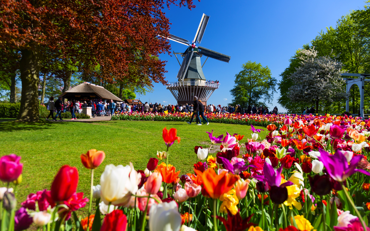 Keukenhof in den Niederlanden - © Nikolay N. Antonov - stock.adobe.com