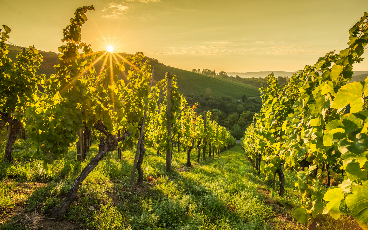 Sonnenstrahlen beim Sonnenaufgang im Weinberg - © Bernd Schmidt - stock.adobe.com