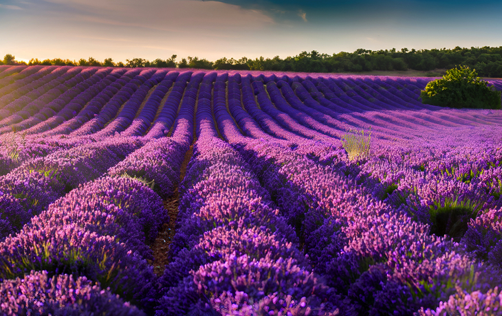 Lavendelfel in der Provence - © Yasir - stock.adobe.com