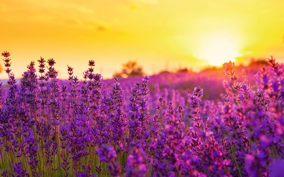 Lavendelfeld in Tihany,Ungarn - © Kavita - Fotolia