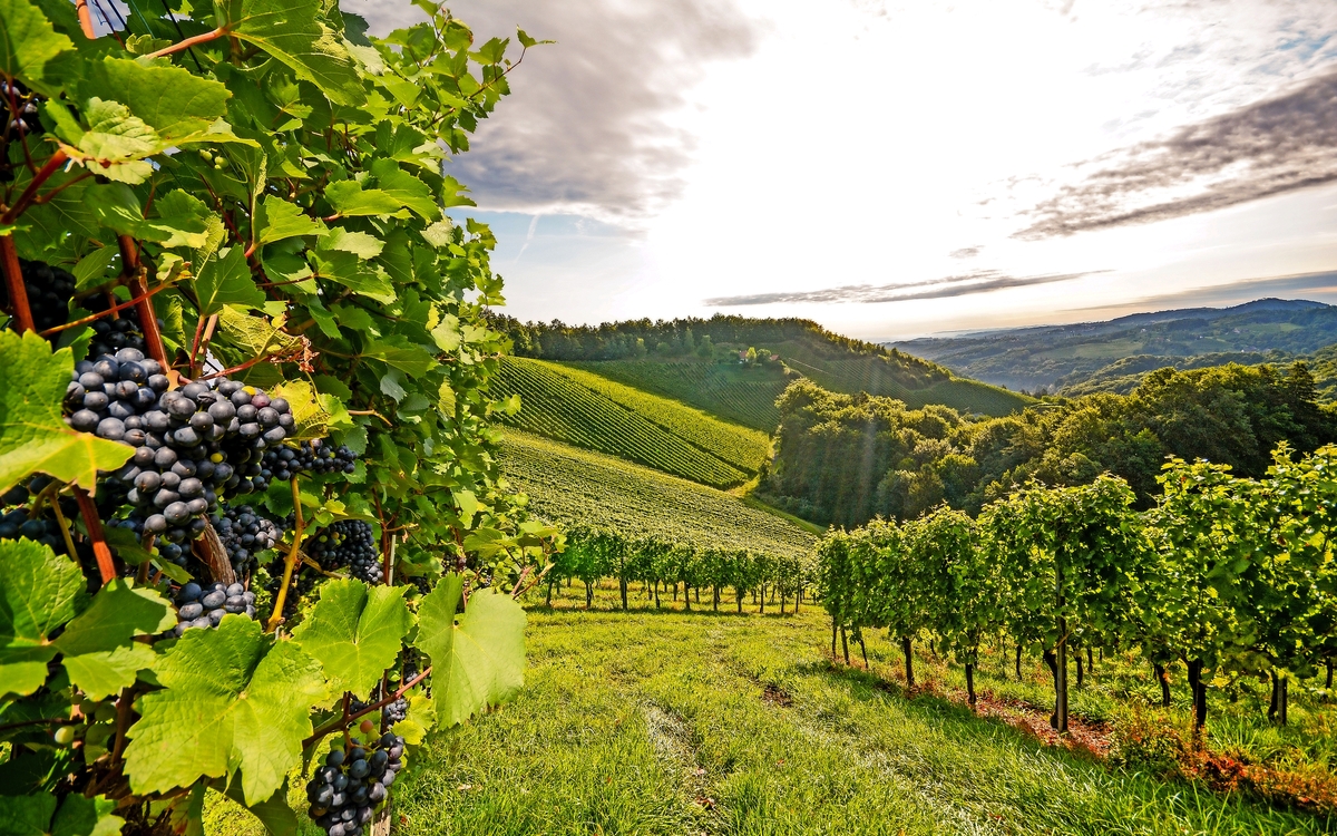 Wachau: das berühmteste Weinbaugebiet Österreichs - © ah_fotobox - stock.adobe.com