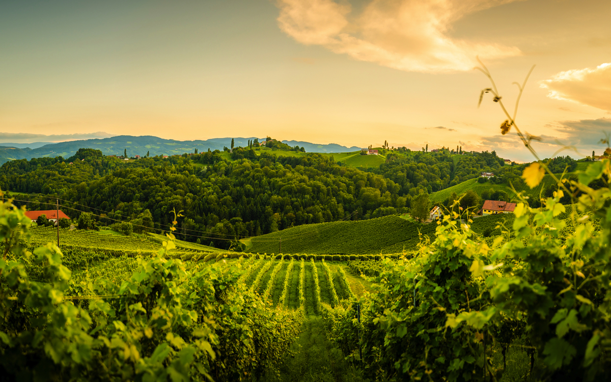 Blick auf Weinhügel nahe Sulztal an der Weinstraße - © Przemyslaw Iciak - stock.adobe.com