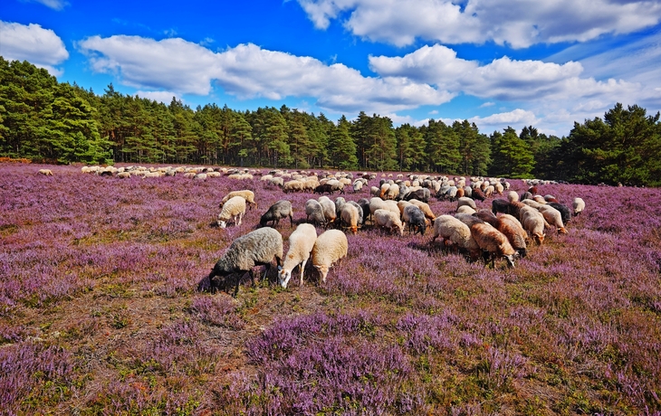 Heidschnucken in der Lüneburger Heide, Deutschland - © ruzi - stock.adobe.com