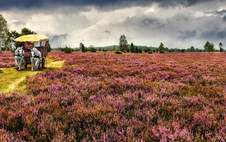 Kutschfahrt durch die Lüneburger Heide, Deutschland - ©Ingo Bartussek - stock.adobe.com