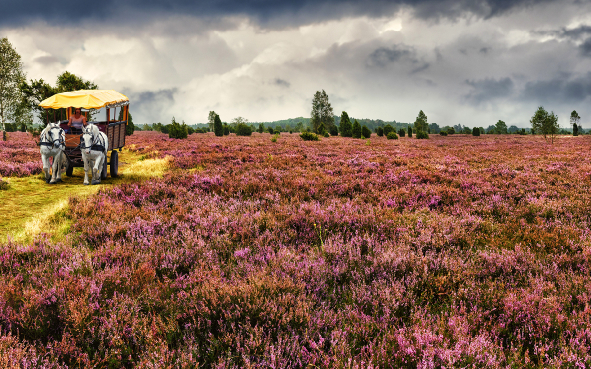 Kutschfahrt durch die Lüneburger Heide, Deutschland - ©Ingo Bartussek - stock.adobe.com