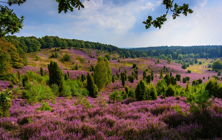 Heideblüte im Totengrund bei Wilsede - © weber.stricker@gmail.com