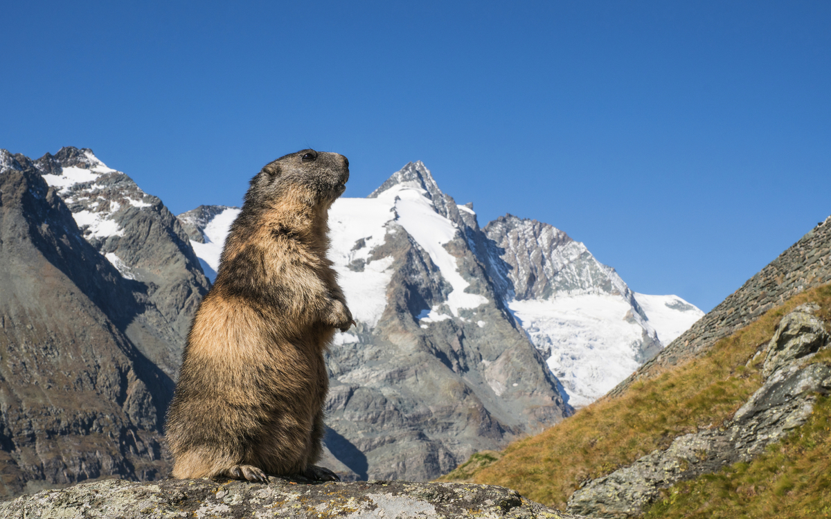 Murmeltier vor dem Großglockner - ©gelilewa - stock.adobe.com