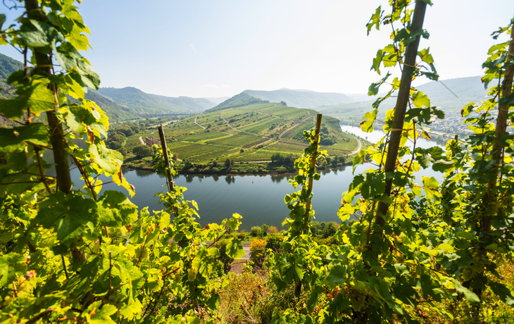 Blick auf die Moselschleife bei Bremm - © Dominik Ketz / Rheinland-Pfalz Tourismus GmbH