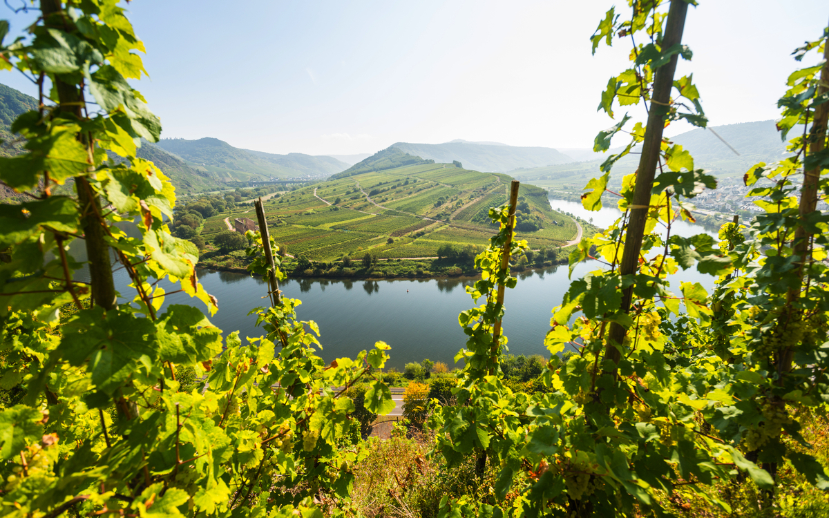 Blick auf die Moselschleife bei Bremm - © Dominik Ketz / Rheinland-Pfalz Tourismus GmbH