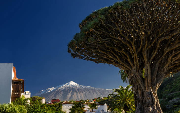 Drachenbaum und Vulkan Teide auf Teneriffa - © cameris - stock.adobe.com