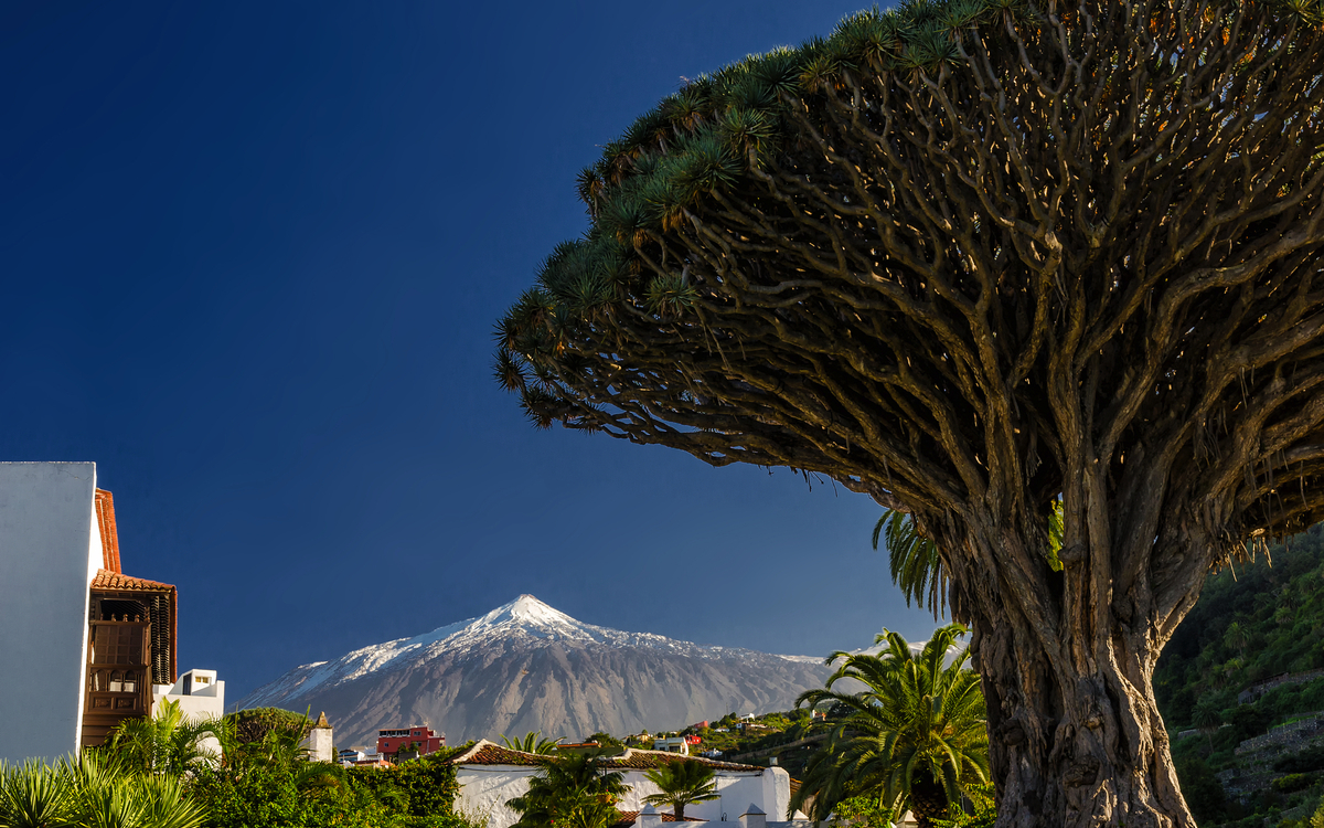 Drachenbaum und Vulkan Teide auf Teneriffa - © cameris - stock.adobe.com