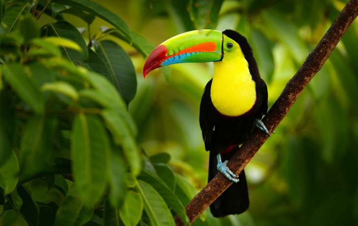 Tukan in Costa Rica - © ondrejprosicky - stock.adobe.com